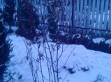Саженцы Рябины / Красноярск