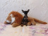 Продажа! Щенки Русского Той терьера ( мальчики, есть мини ) / Красноярск