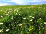 Продам земельный участок 13 соток / Красноярск