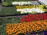 Продам прекрасный участок с фундаментом ст Минино / Красноярск